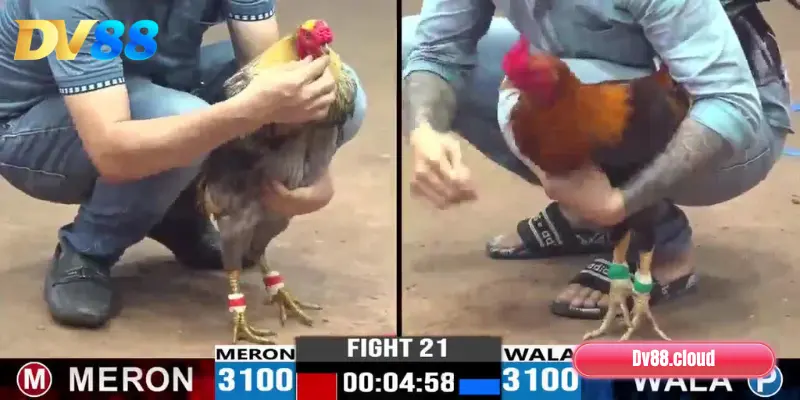 Đá gà cựa dao, cựa sắt